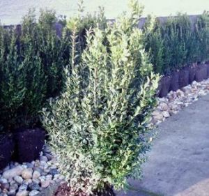 Buxus – Krušpán 40/50 cm