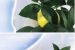 Prezimovanie citlivých rastlín - zimná prikrývka na rastliny obrázok 1
