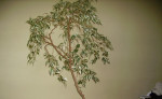 Predám Ficus – fotka 2